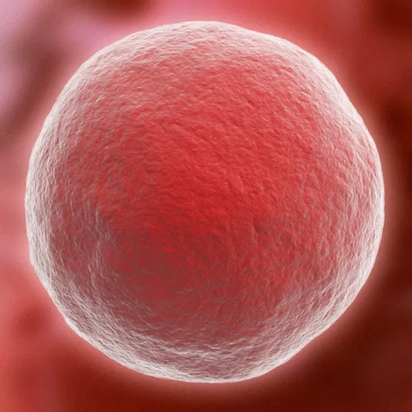 Avatar of Ovum