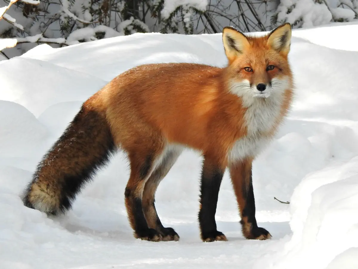 Avatar of A fox