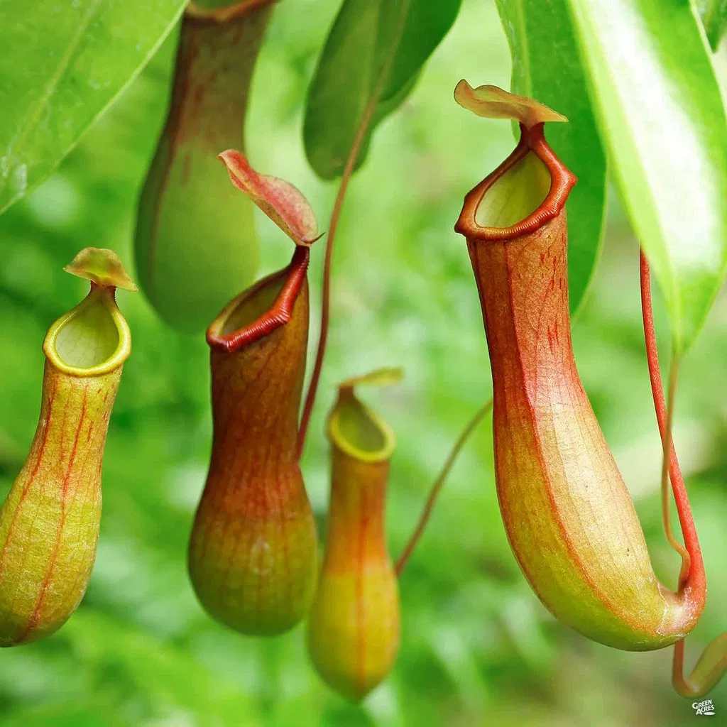 Avatar of WG plant