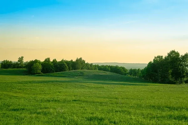 Avatar of Grass Field