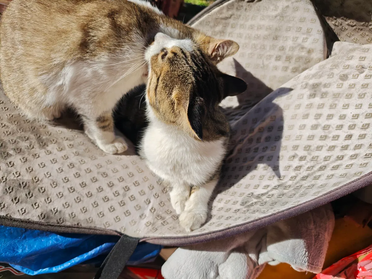 Avatar of Kitten.