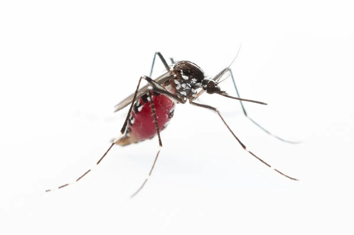 Avatar of Mosquito