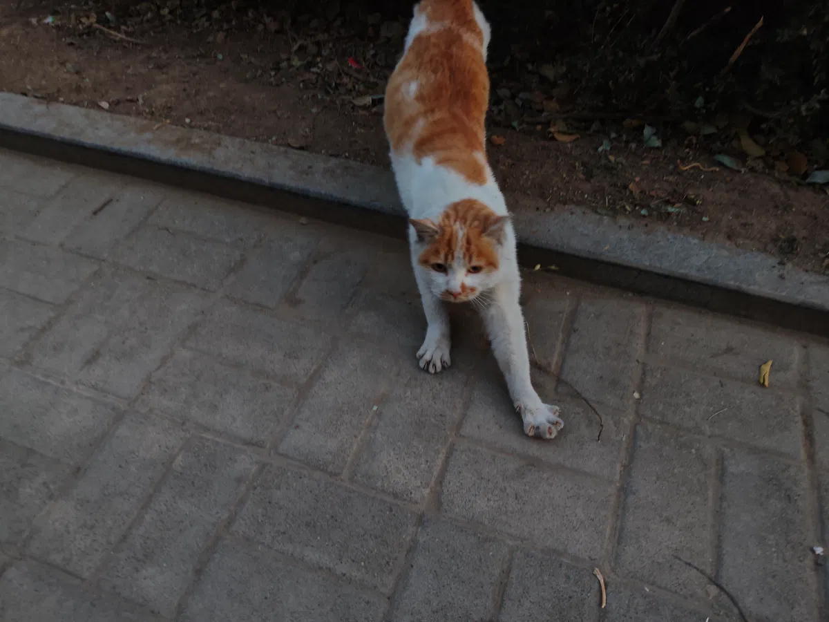 Avatar of Meow, meow.（＾ω＾）