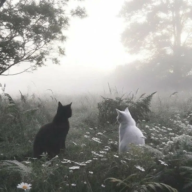 Avatar of Meadow Cats -NOT WC-