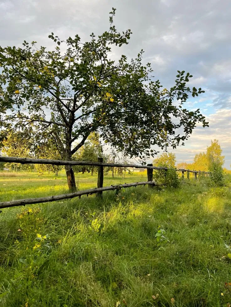 Avatar of A place for solitude