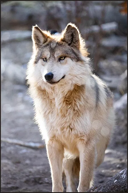 Avatar of Syri | Luna of the Gray Pack
