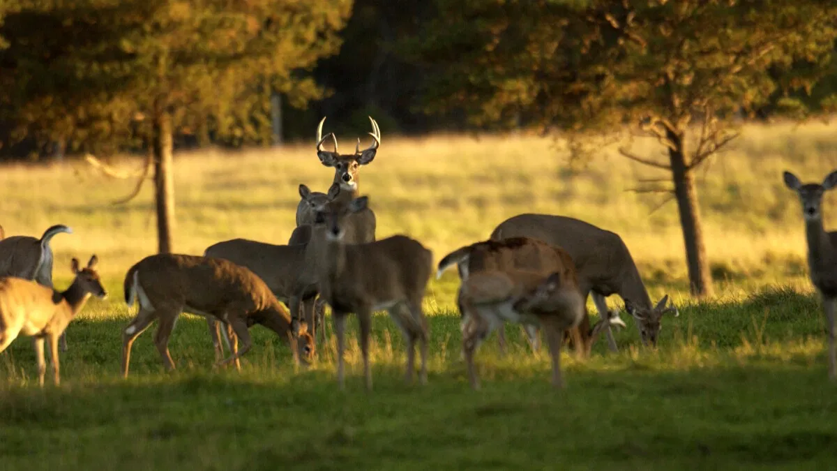 Avatar of The deer herd