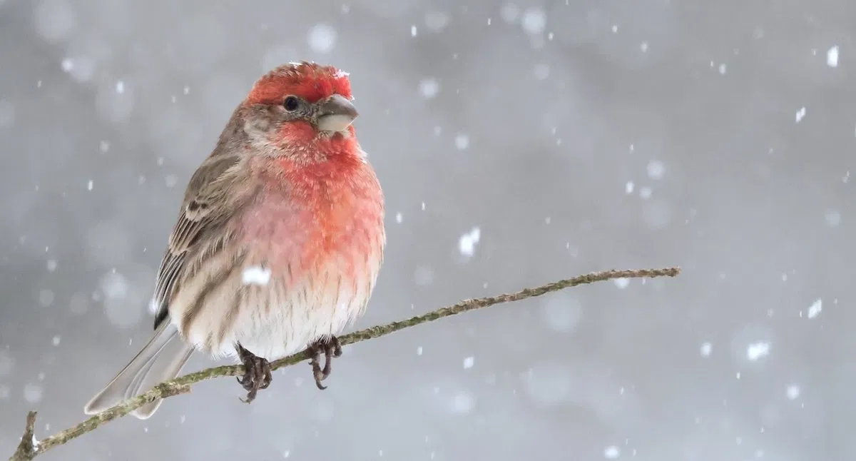 Avatar of Hirasol - Winter Birdwatching