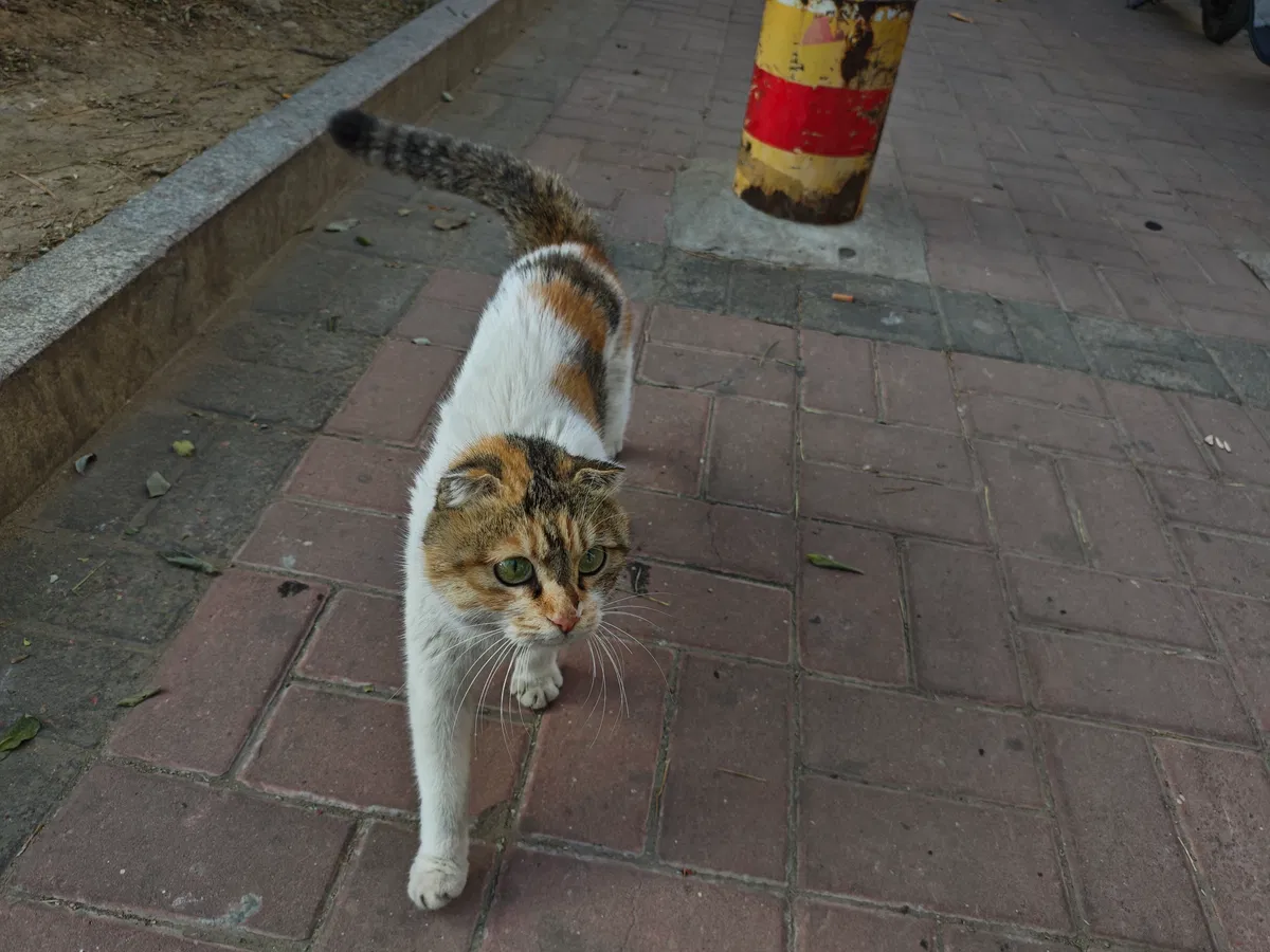 Avatar of kitten