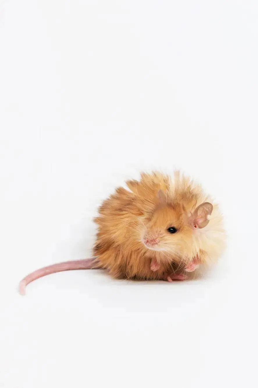 Avatar of Rat bastard fuck finds out cocaine is cool