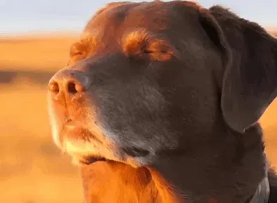 Avatar of Doggo, The ultimate dogger.