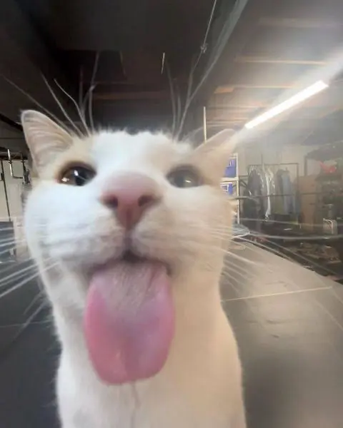 Avatar of Cats