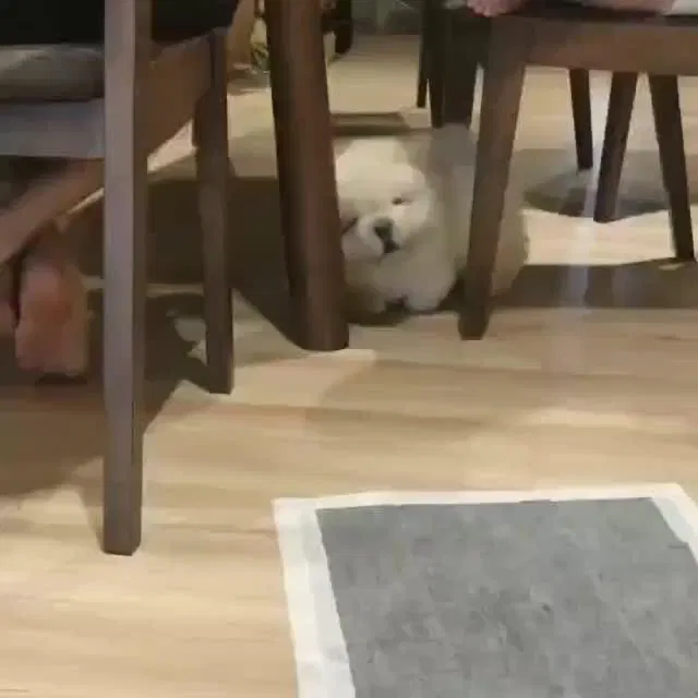 Avatar of A white chow chow pup