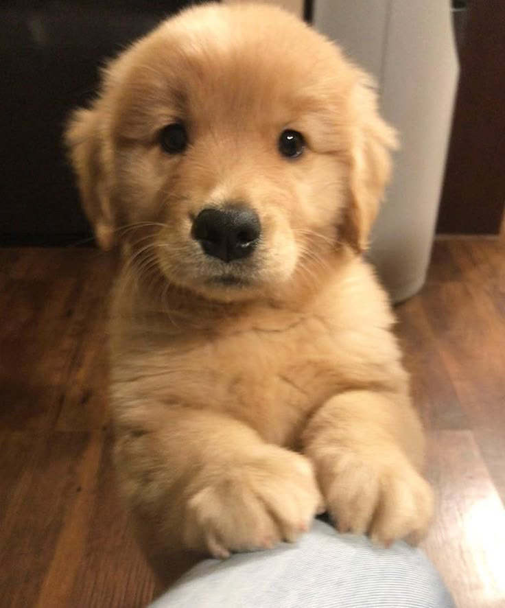Avatar of puppy