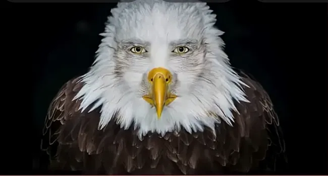 Avatar of the eagle of americuh 🦅🦅🇺🇲🇺🇲