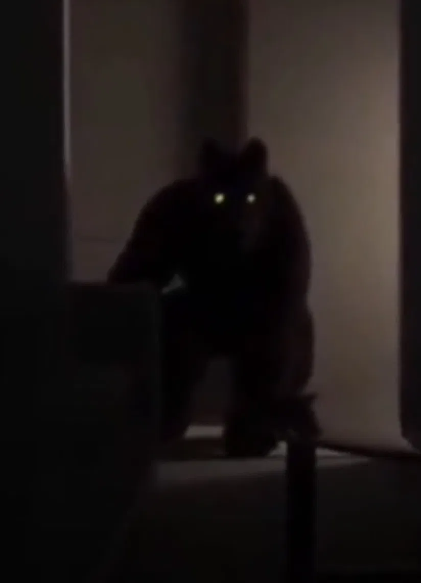 Avatar of Werewolf