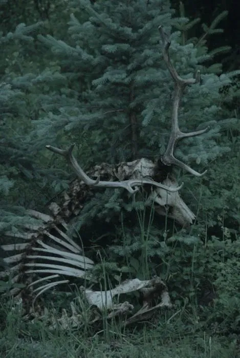 Avatar of Decay