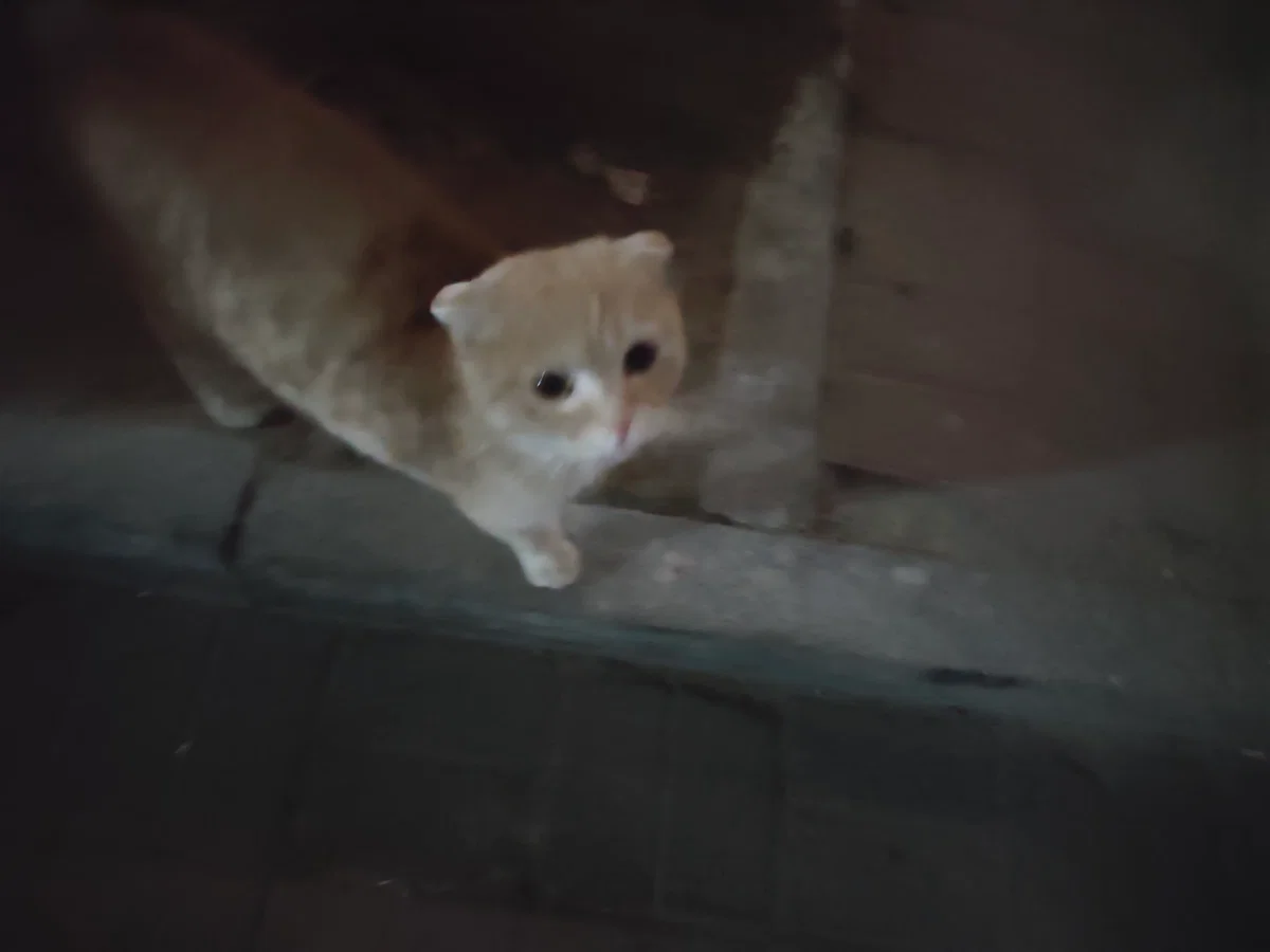 Avatar of kitten