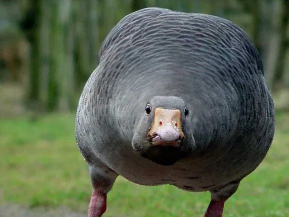 Avatar of Lord Quackmire