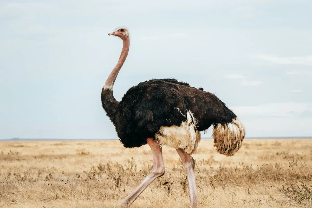 Avatar of Common Ostrich (Struthio camelus) : Encountering a Common Ostrich in the African Savannah
