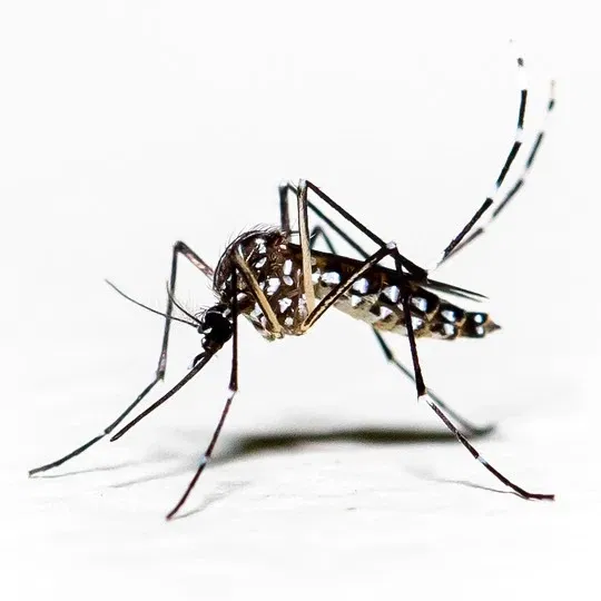 Avatar of That one mosquito in your room