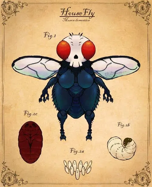 Avatar of Fly Breeding Program