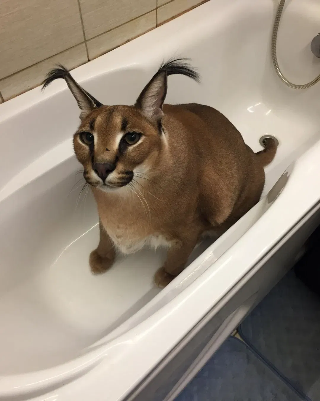 Avatar of Bathtub Floppa