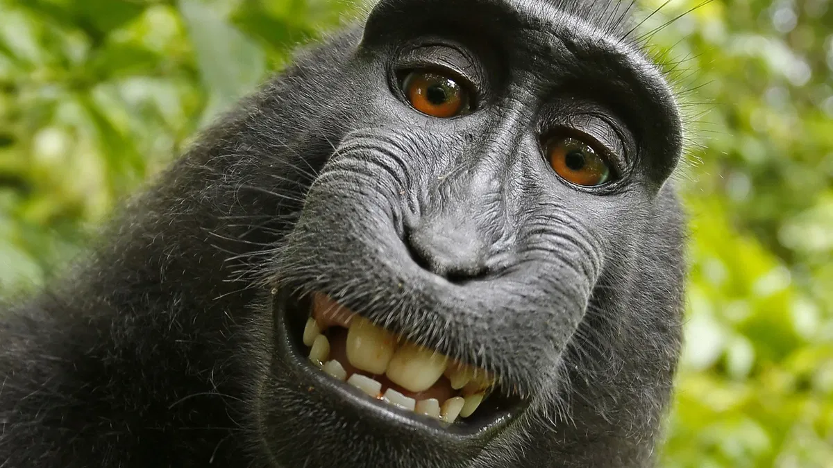 Avatar of MONKEY (Shitpost)