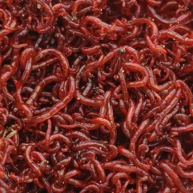 Avatar of Wanna Eat worms rnn!!!