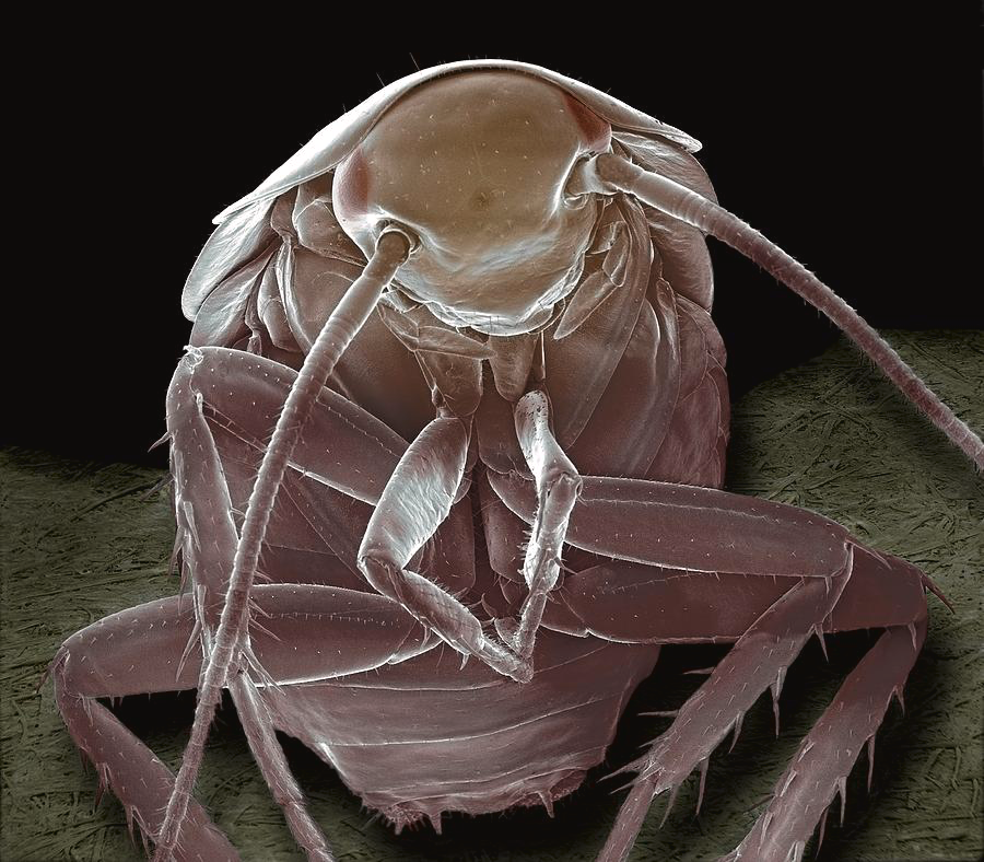 Avatar of Human Sized Cockroach