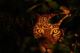 Avatar of Leopard assassin 