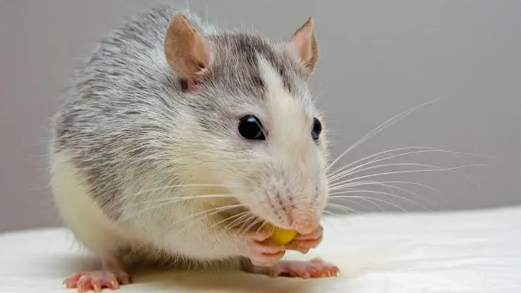 Avatar of Rat