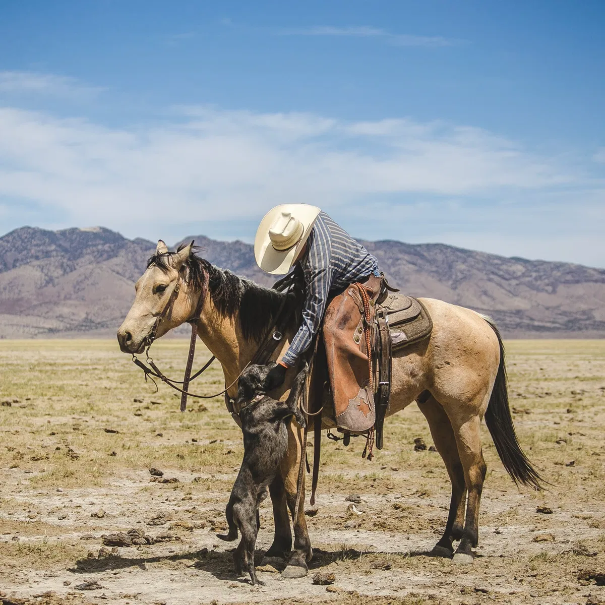 Avatar of Ranch owner Ghost x Ranch dog User