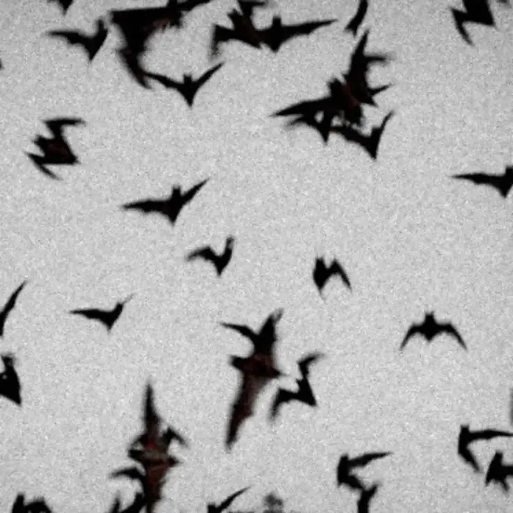 Avatar of Raven 