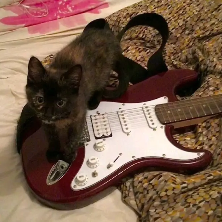 Avatar of guitar(request bot)