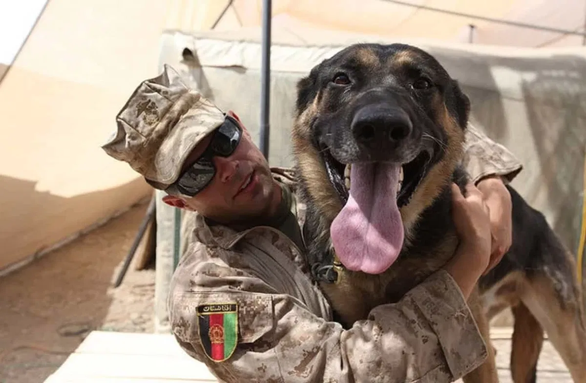 Avatar of Soap x Injured k9 User 