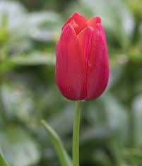 Avatar of Random flower