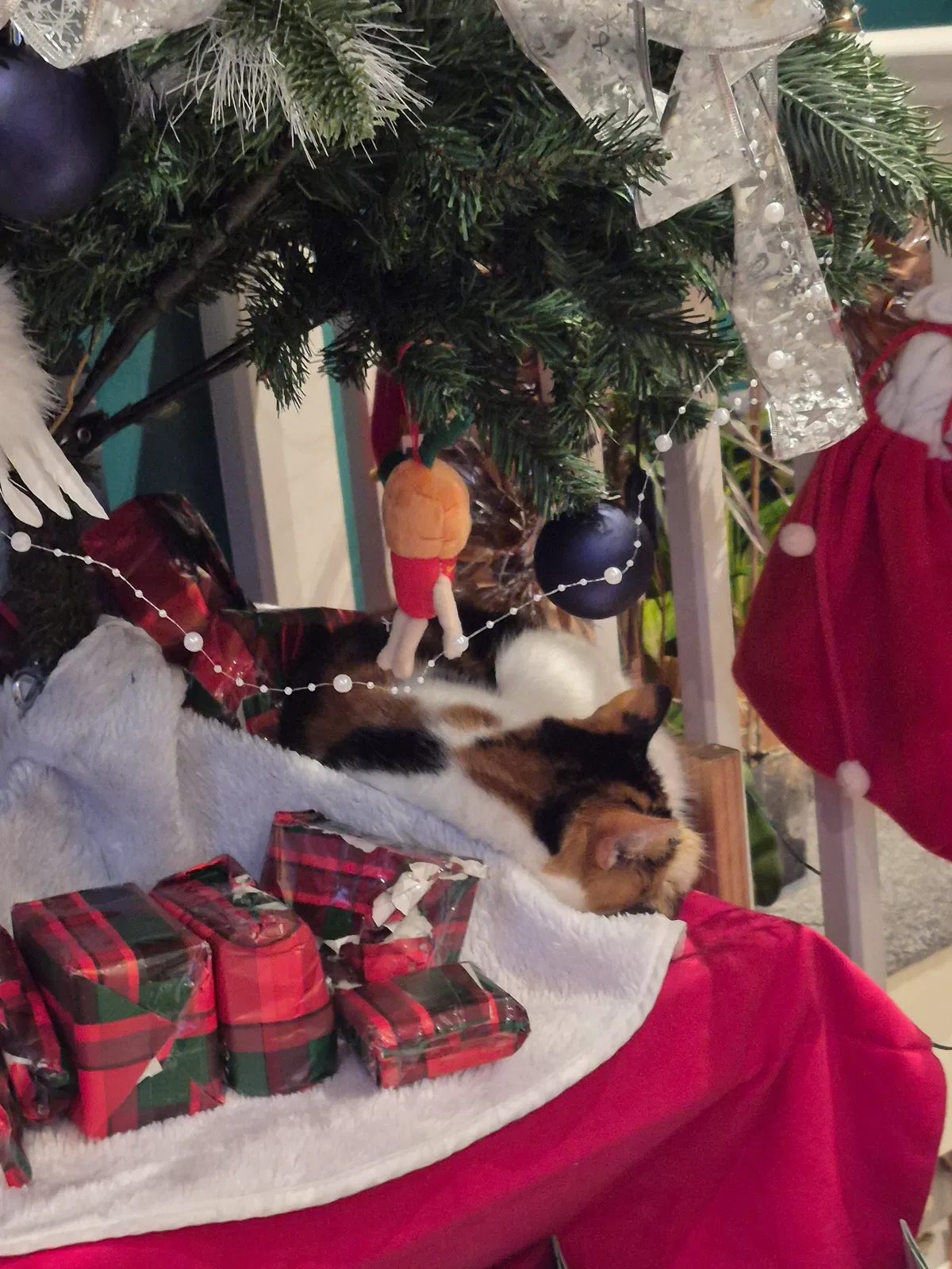 Avatar of My cat wishes you a Merry Christmas