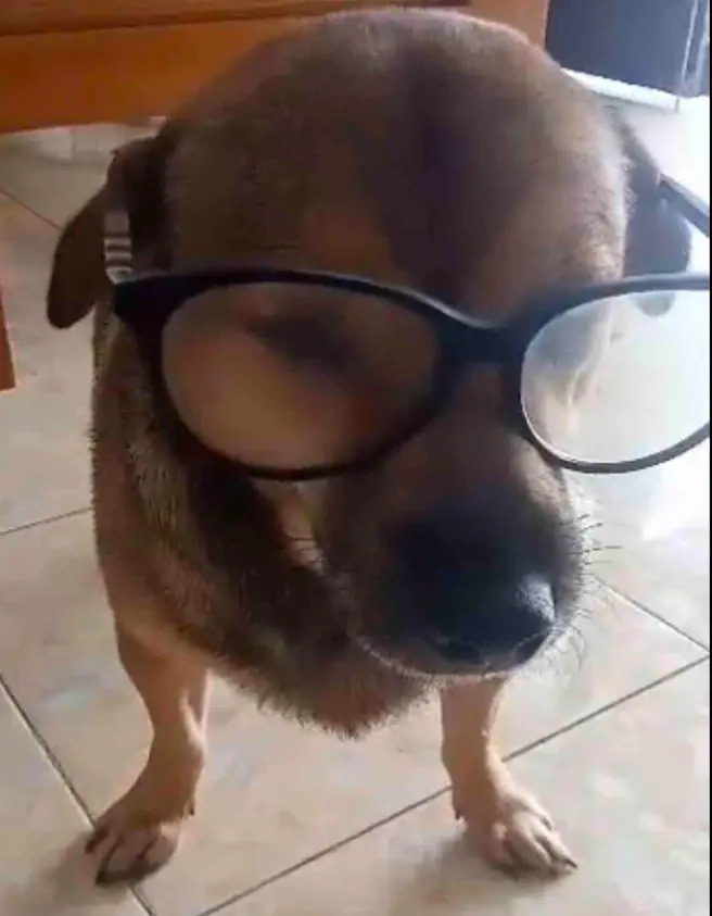 Avatar of Funny lil guy