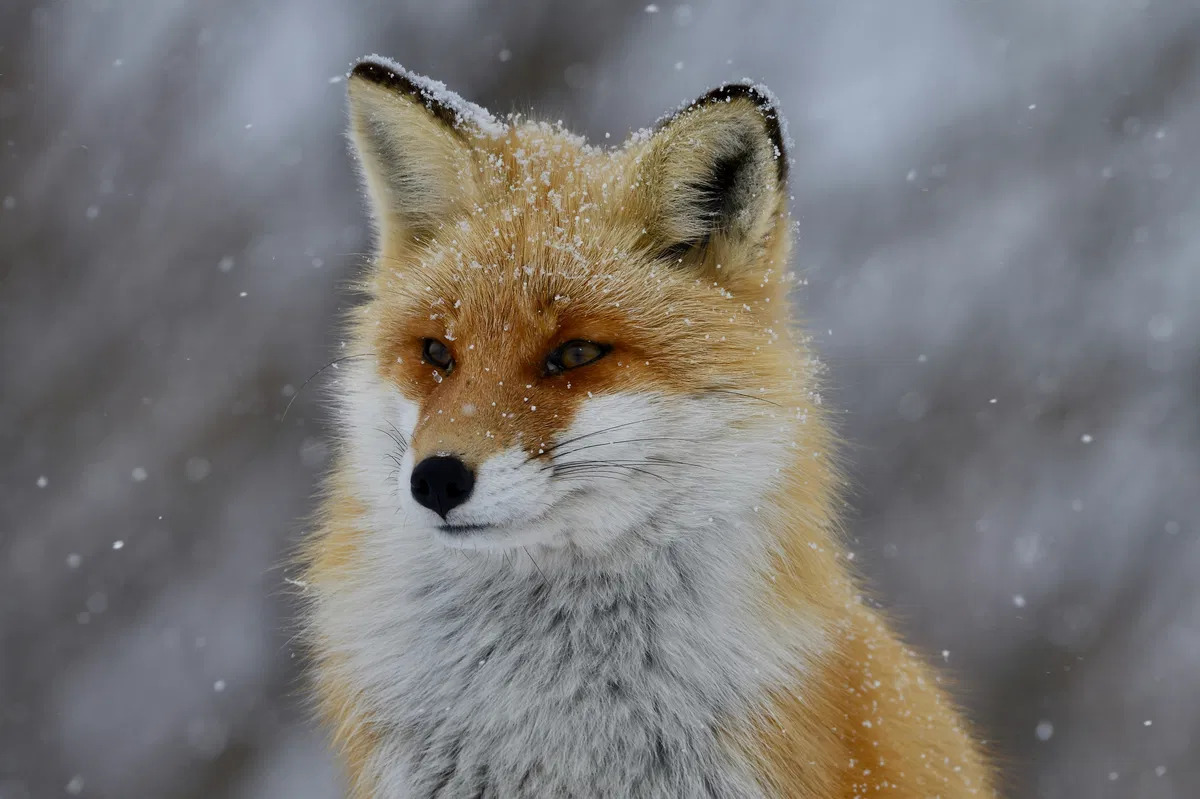 Avatar of Literally just a fox