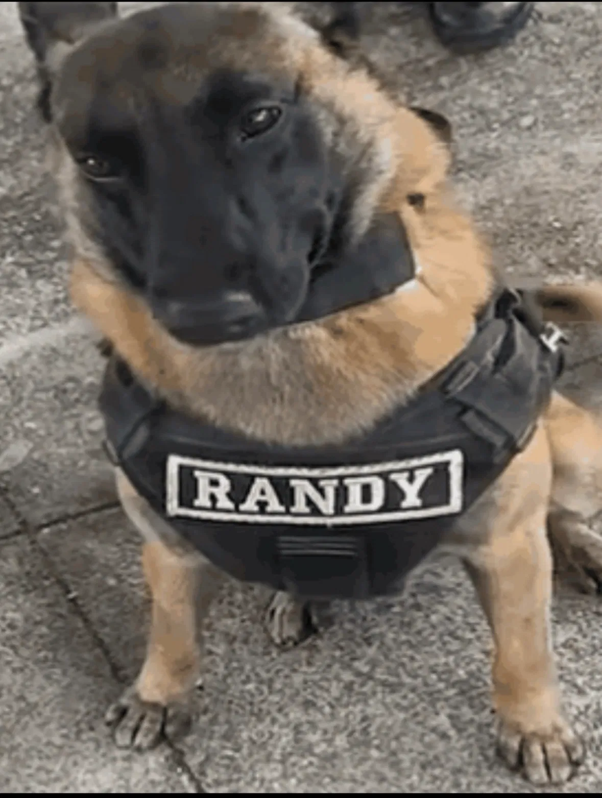 Avatar of Randy | this dumbass dog
