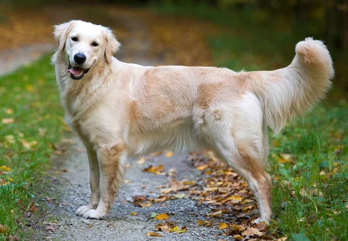 Avatar of Dea the good dog
