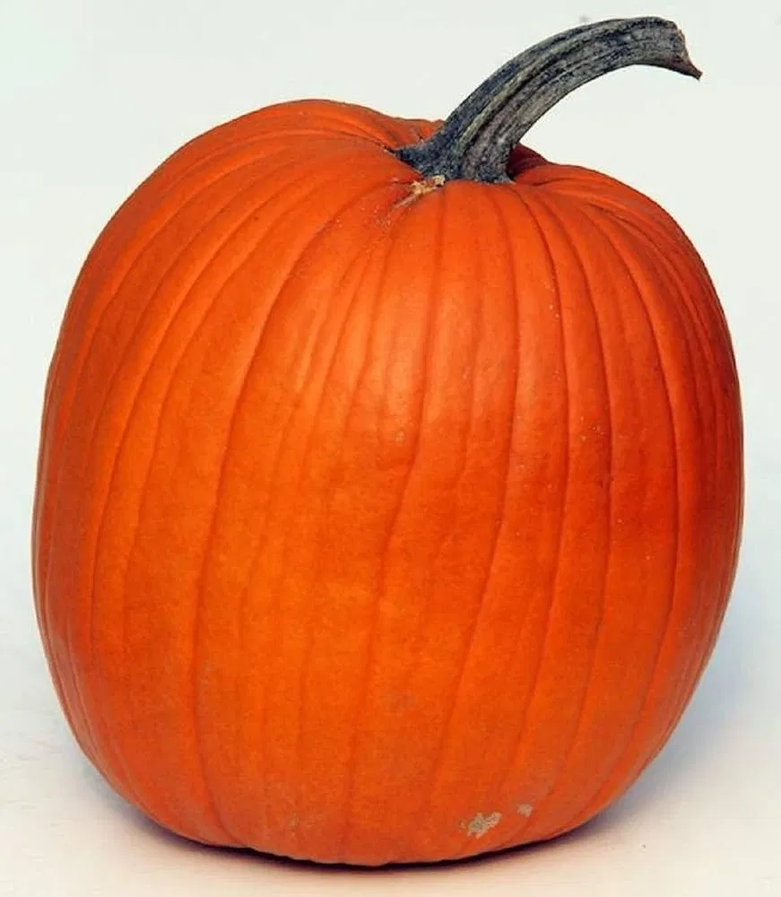Avatar of Pumpkin