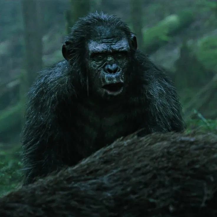 Avatar of Koba