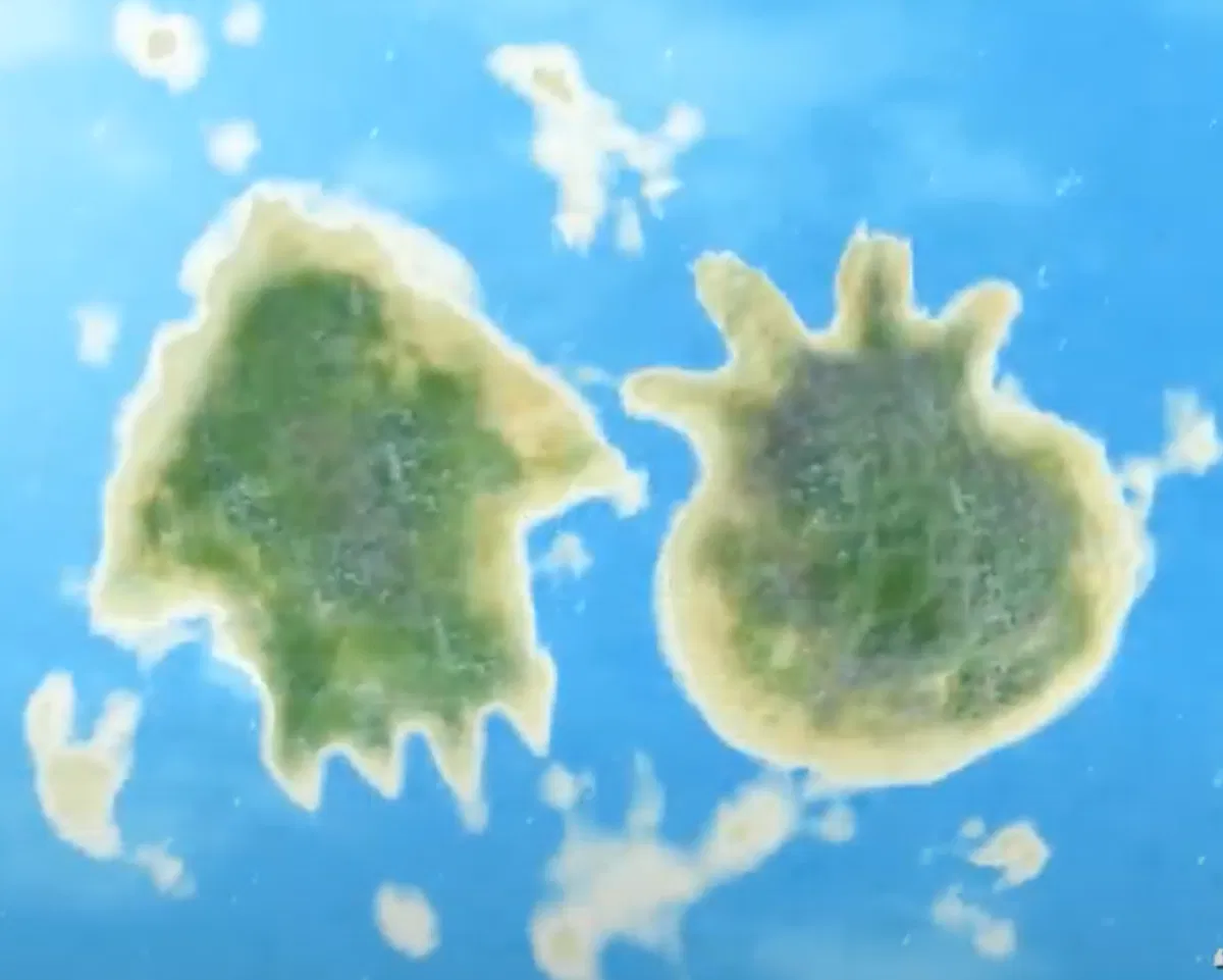 Avatar of Splatoon Island