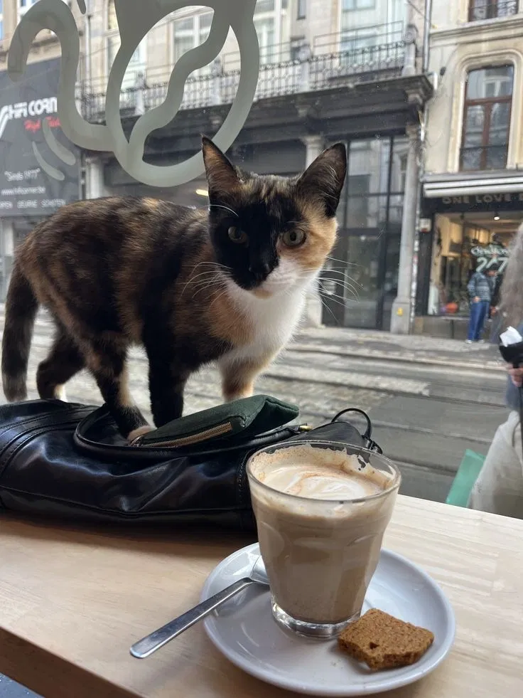 Avatar of Guy at a cat café~~