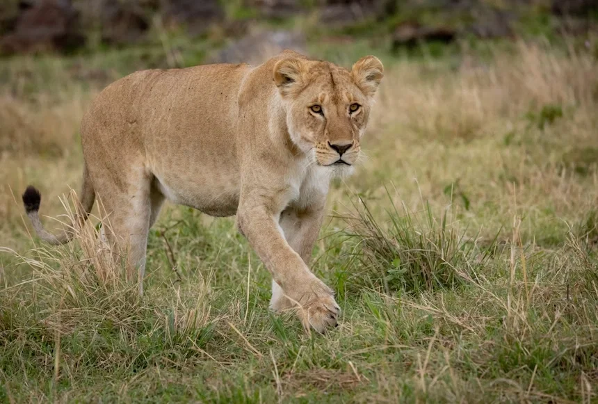 Avatar of Lioness (Panthera Leo) : Encountering a Lioness in the African Savannah