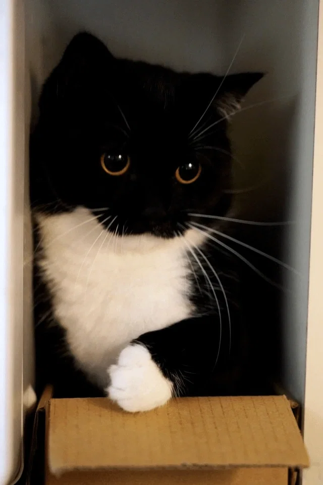 Avatar of Realistic cute cats simulator