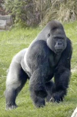 Avatar of Gorilla