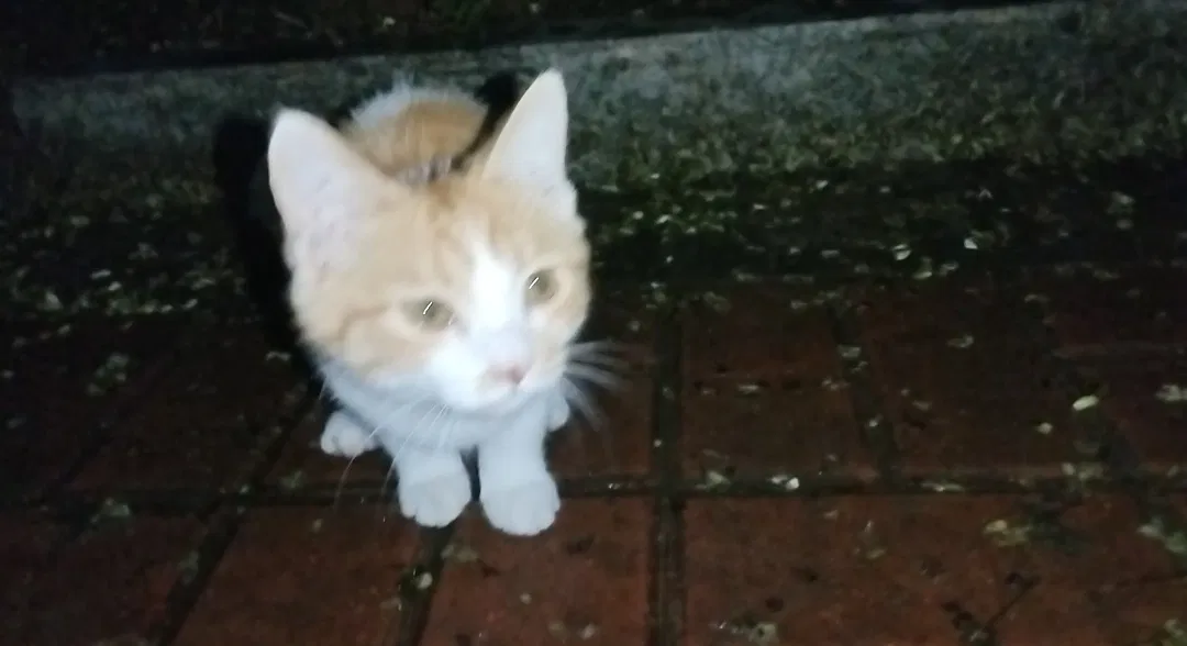 Avatar of Yes, kitten